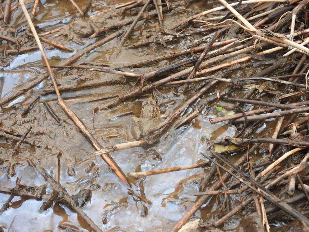Paddyfield Frog