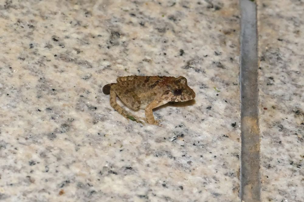 Hong Kong Paddy Frog