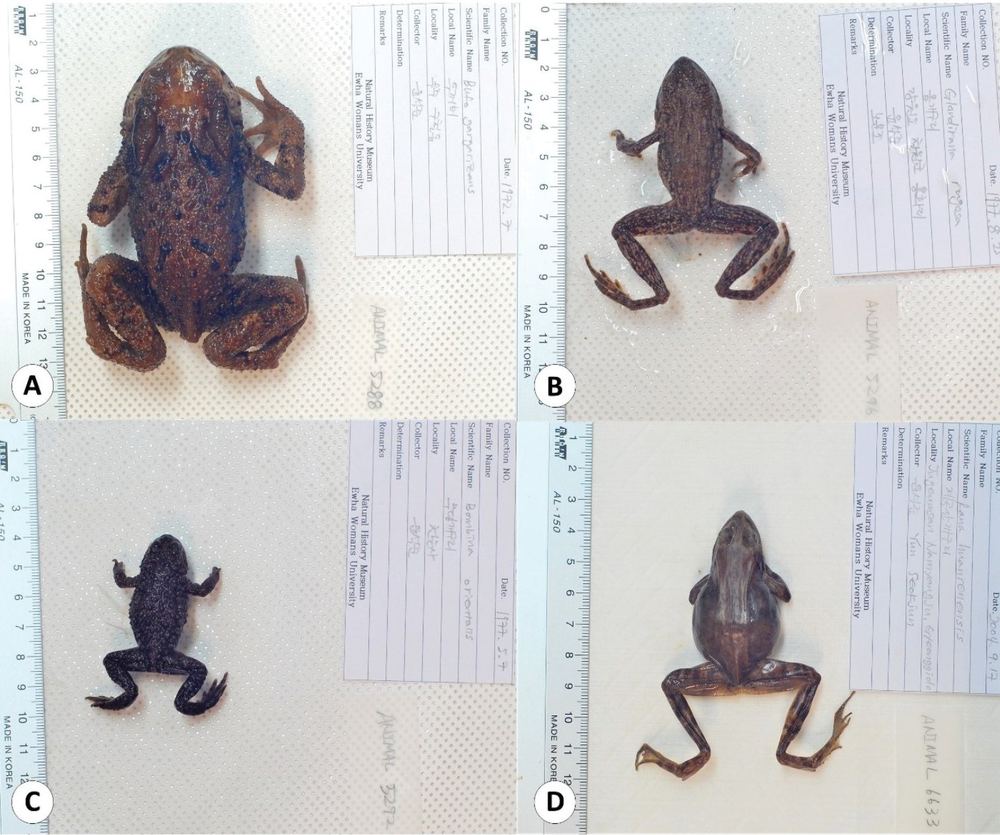 Imienpo Station Frog