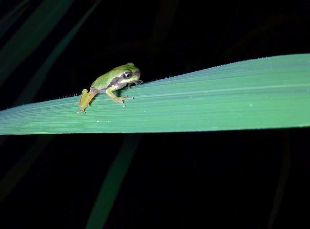 Hyla tsinlingensis