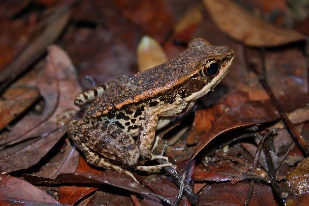 Kuatun Frog