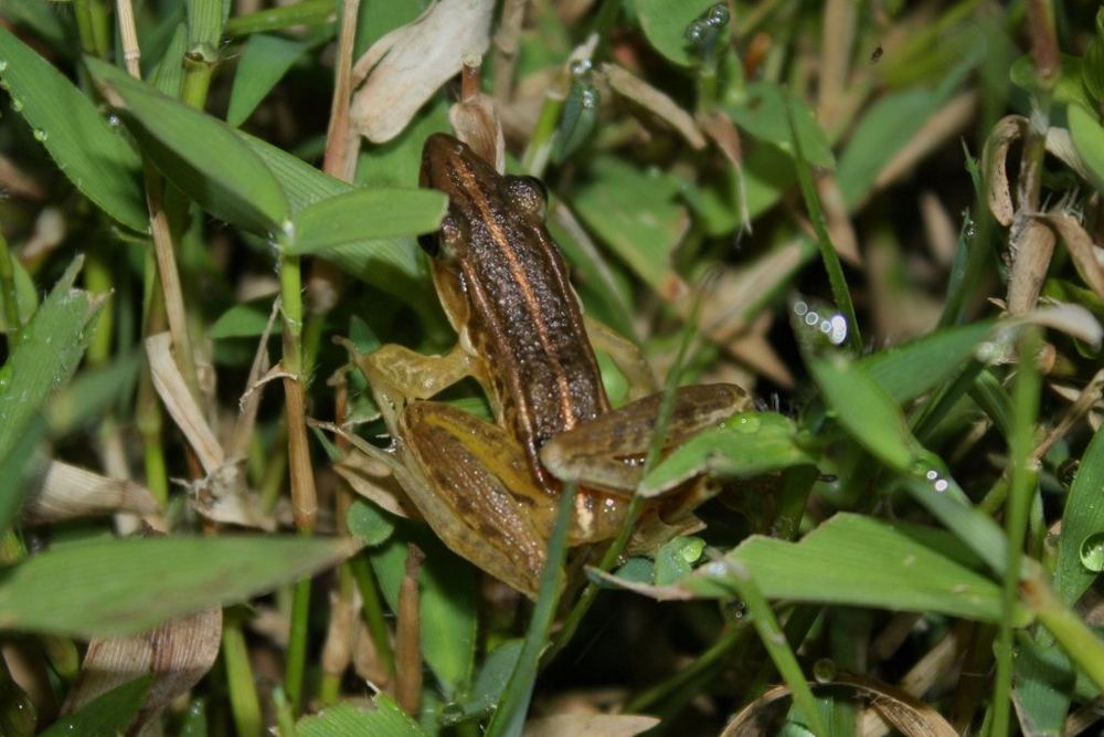 Guangdong Frog