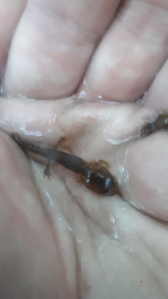 Korean Salamander