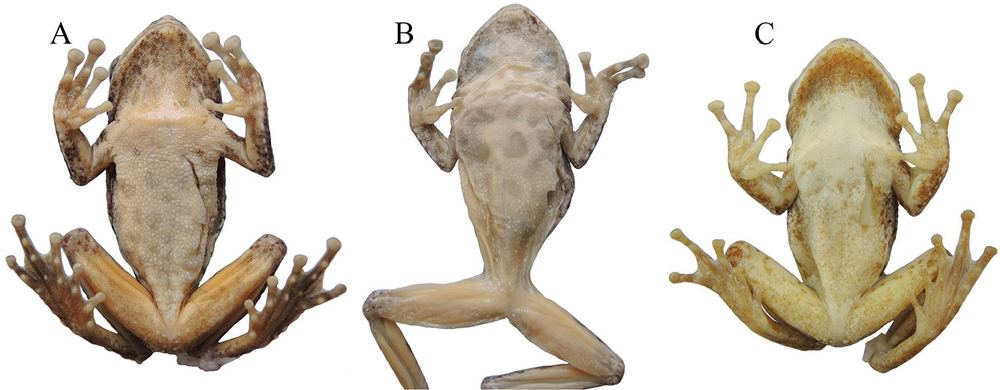 Kurixalus hainanus
