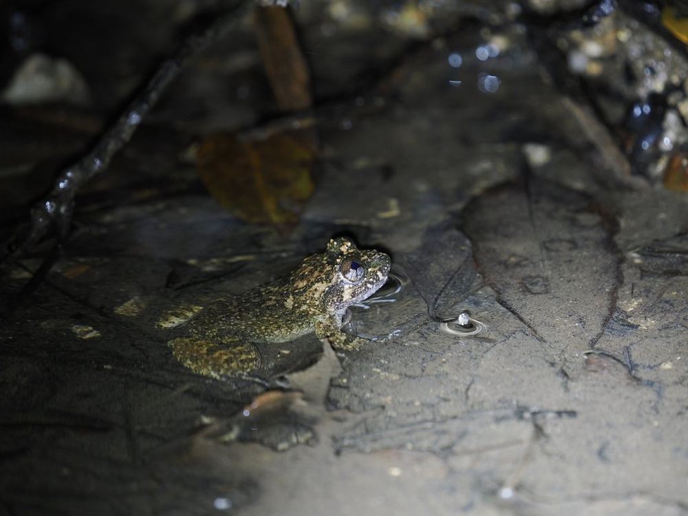 Limnonectes fragilis
