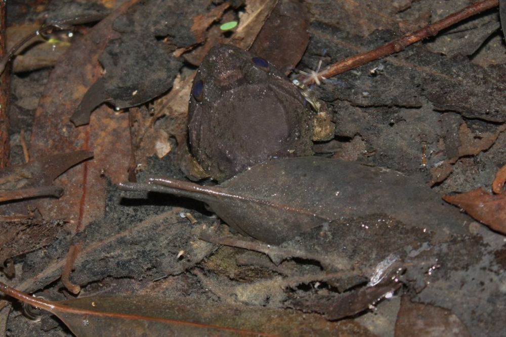 Limnonectes fujianensis