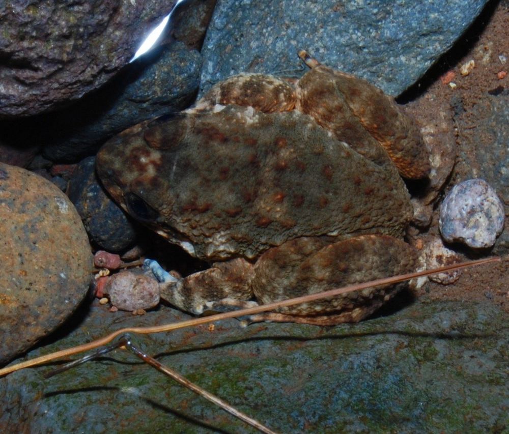 Kuhl's Creek Frog