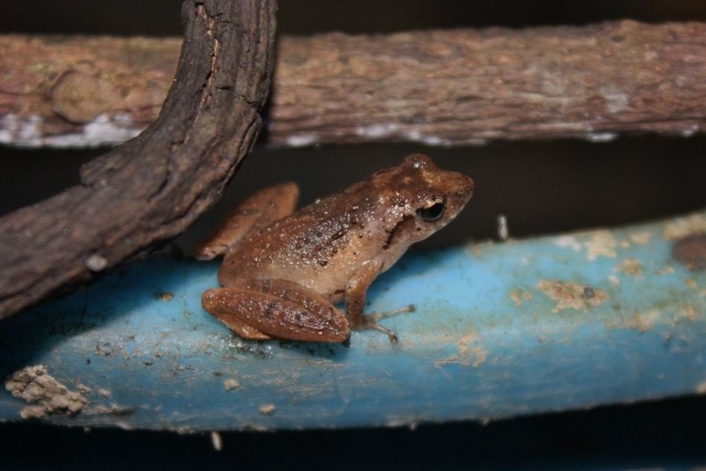 Liuixalus romeri