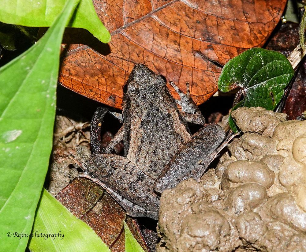 Berdmore's Narrow-mouthed Frog