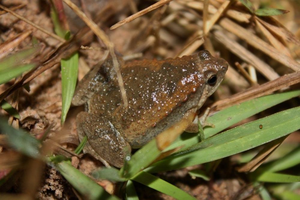 Ornate Chorus Frog