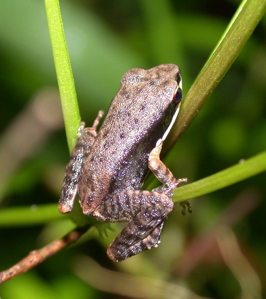 Heymons's Narrow-mouthed Frog