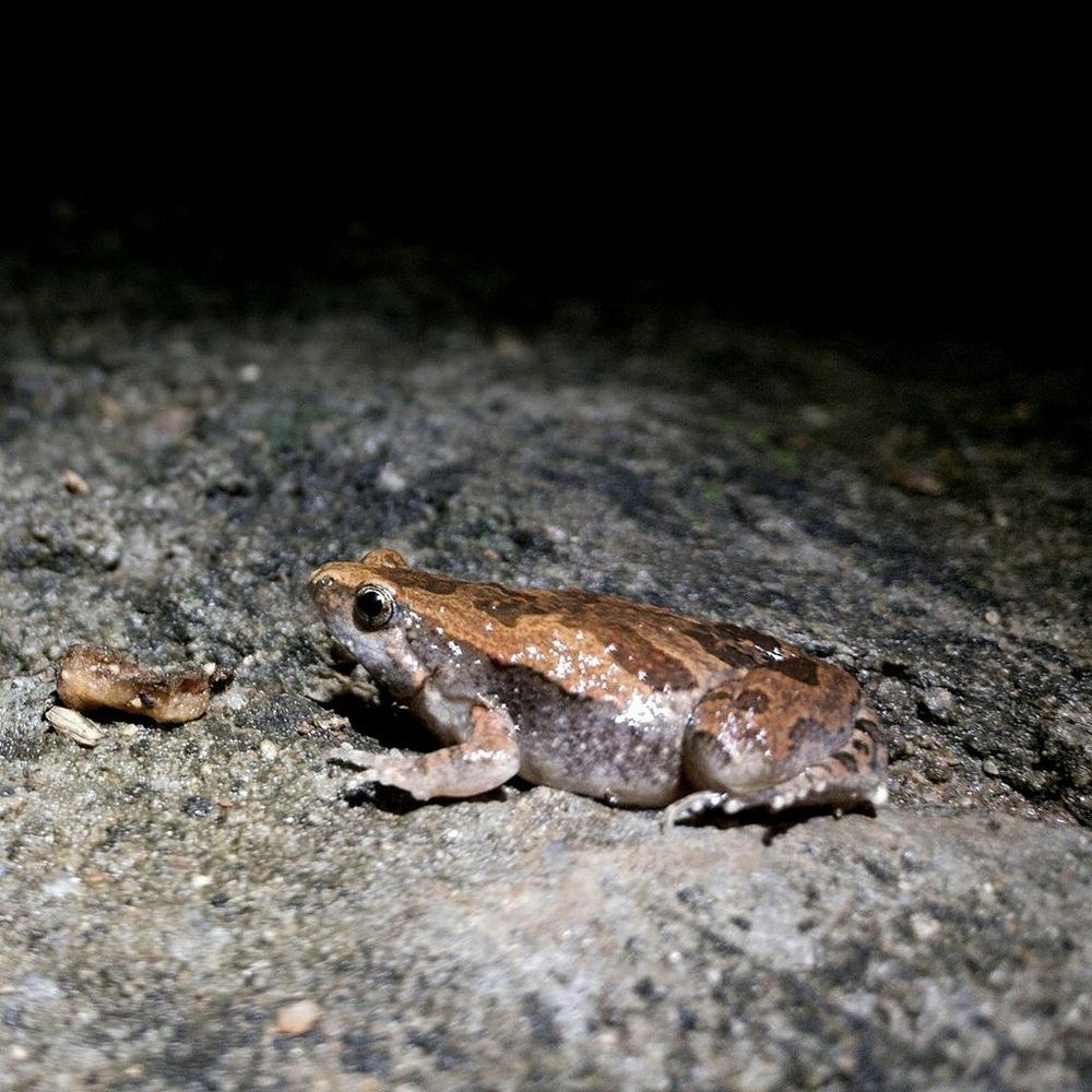 Ornate Narrow-mouthed Toad