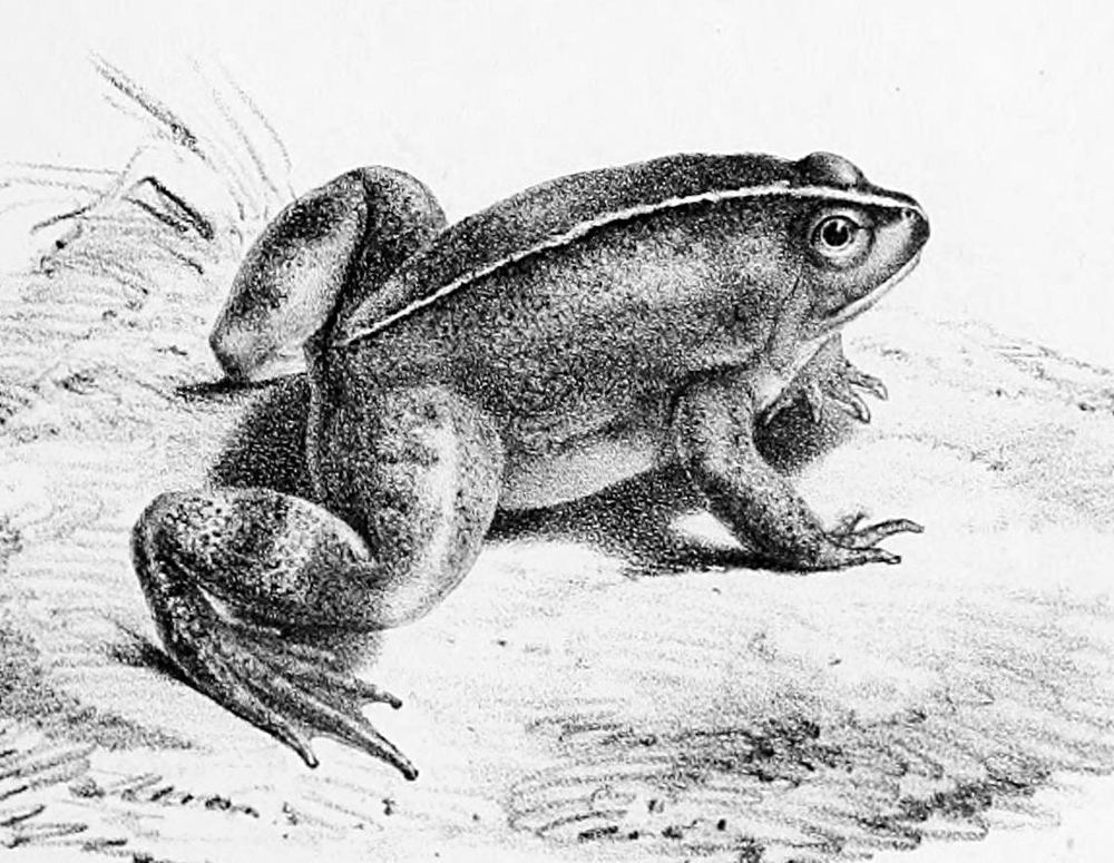 Smooth Frog