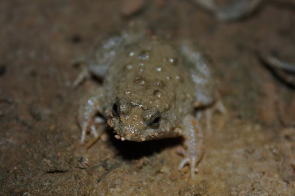 Round-tongued Floating Frog