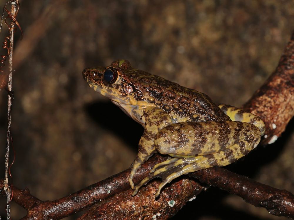Golden Cross Band Frog