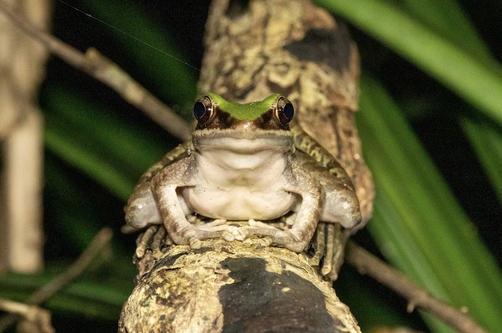 Odorrana leporipes
