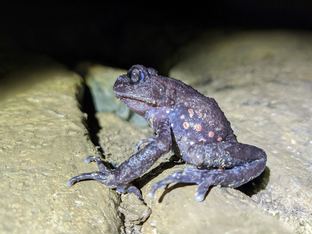 Oreolalax rhodostigmatus