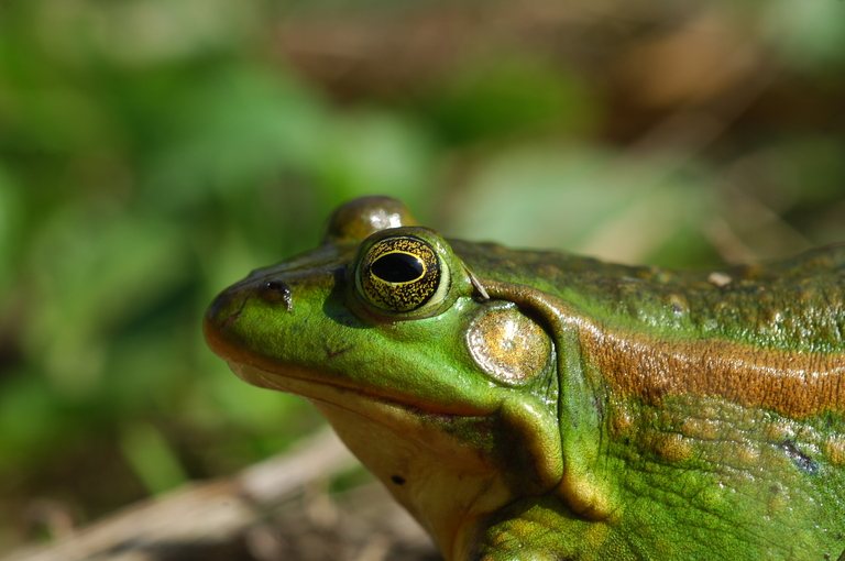 Eastern Golden Frog