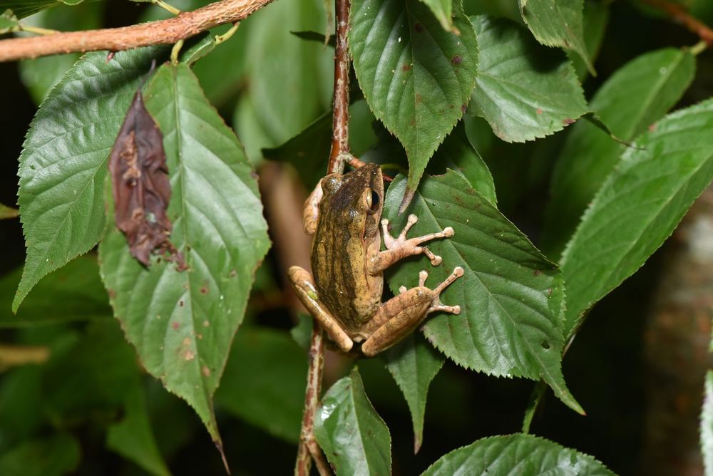 Polypedates braueri