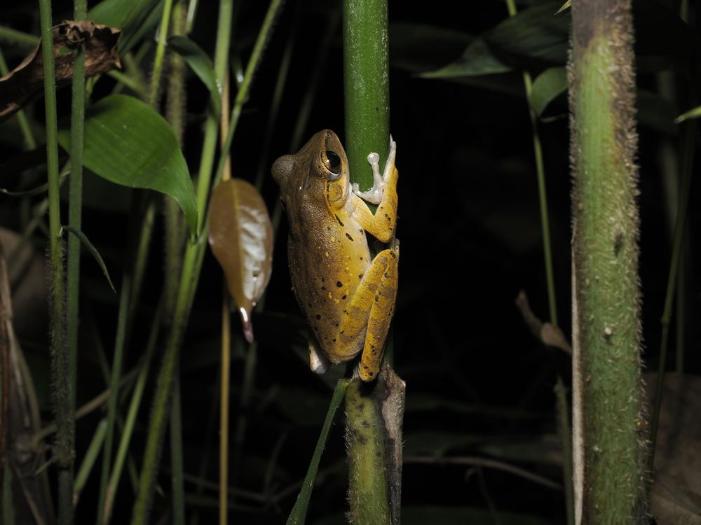 Common Tree Frog