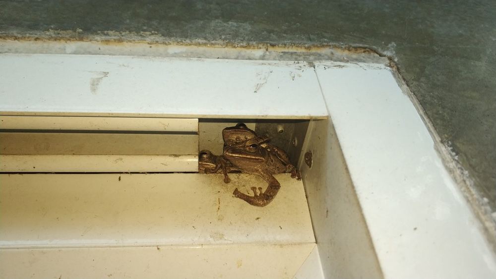 Hong Kong Whipping Frog