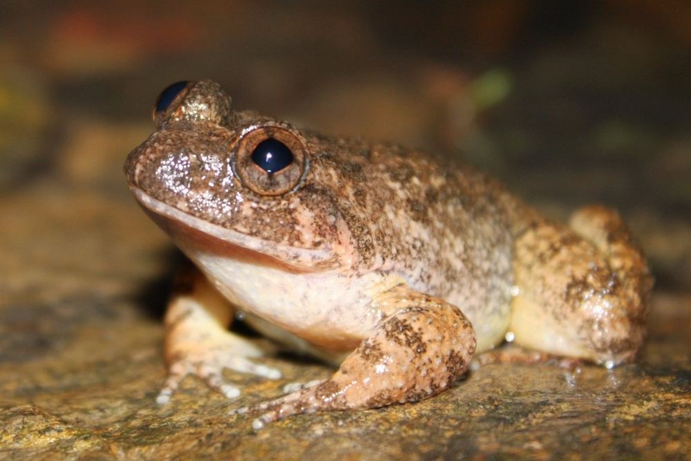 Quasipaa exilispinosa