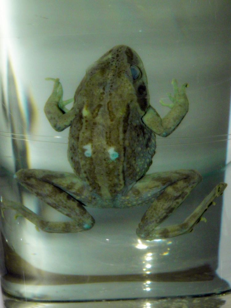 Rana amurensis