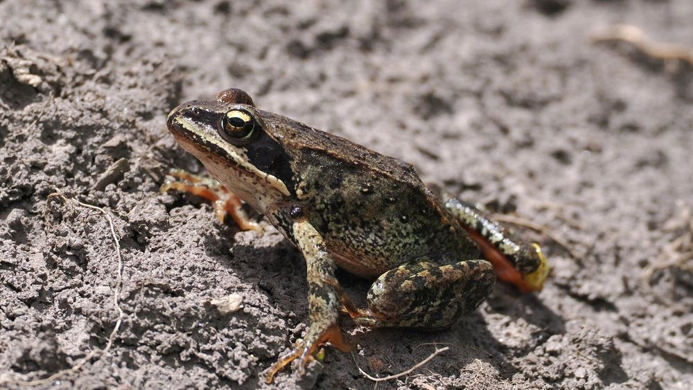 Plateau Brown Frog