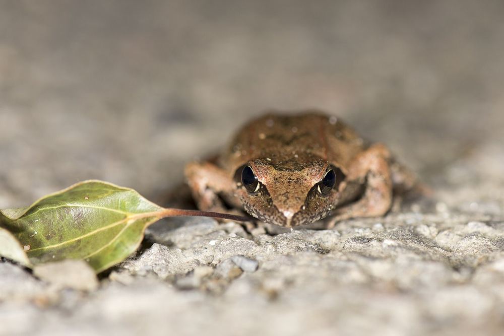 Rana longicrus