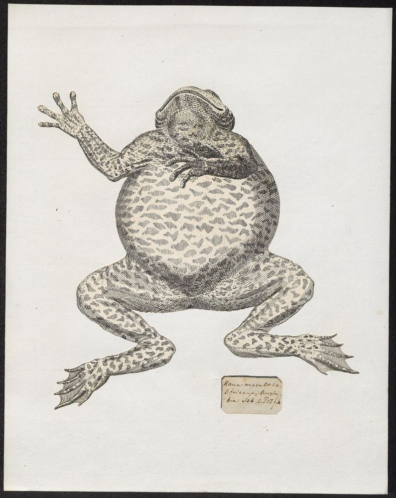 Rana maculosa