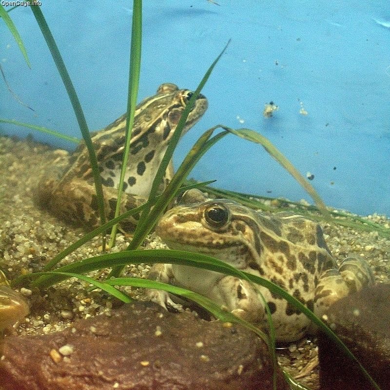 Rana nigromaculata