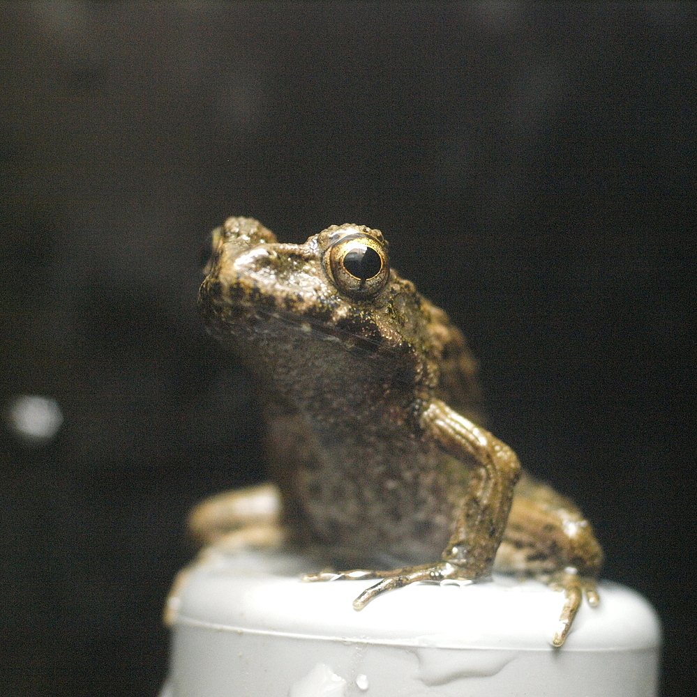 Japanese Wrinkled Frog