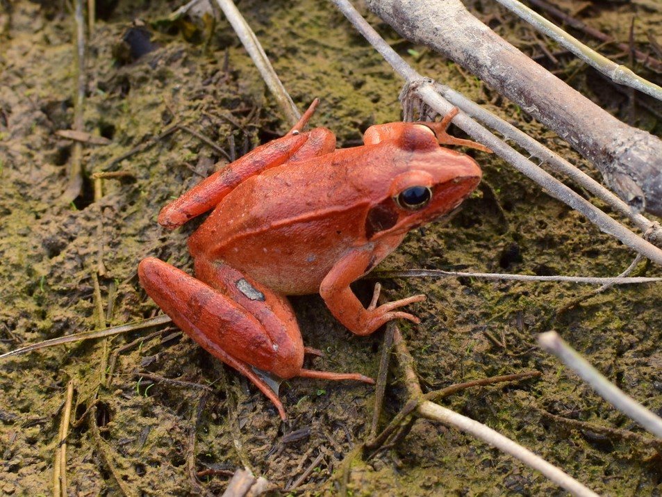 Rana zhenhaiensis