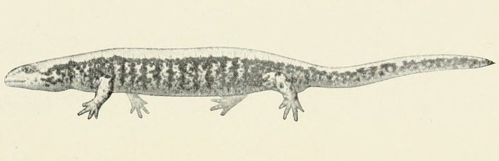 Salamandrella keyserlingii