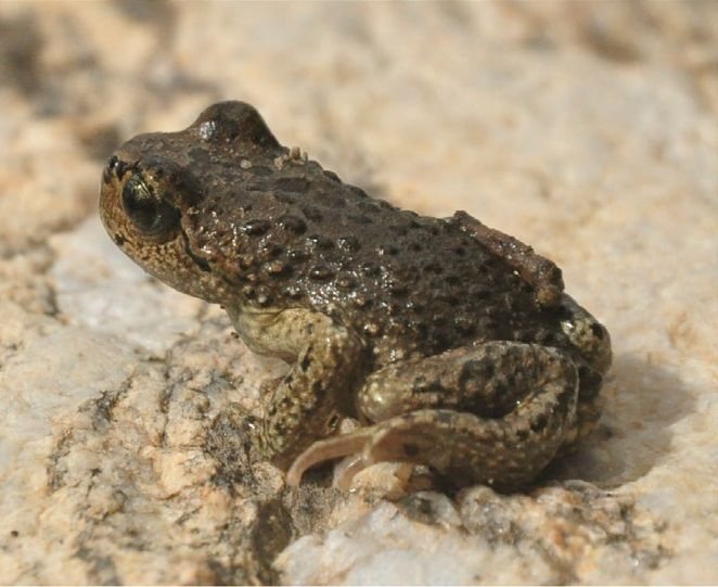 Boulenger's Lazy Toad