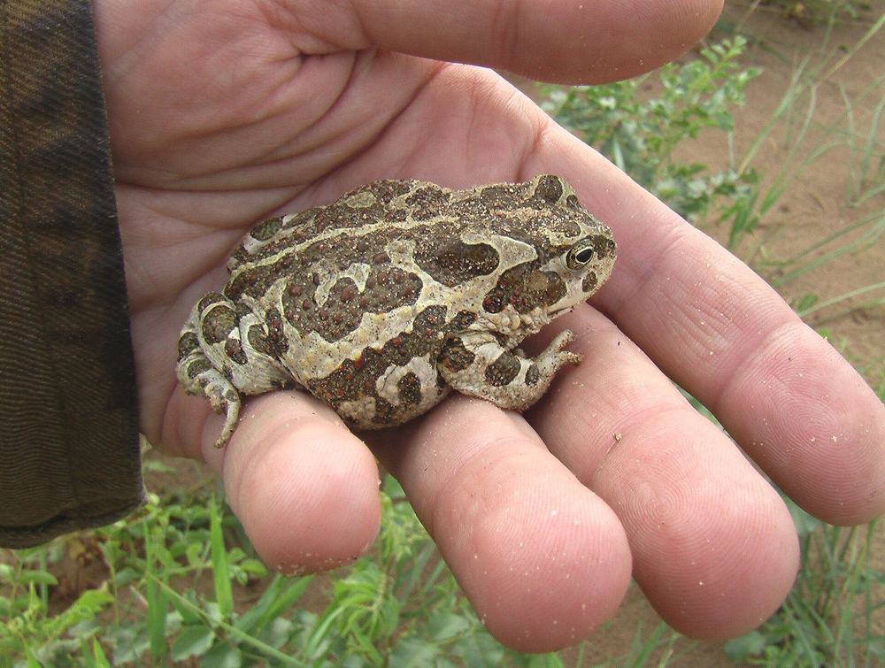 Strauchbufo raddei