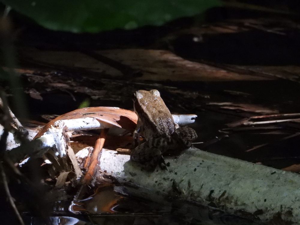 Black-striped Frog