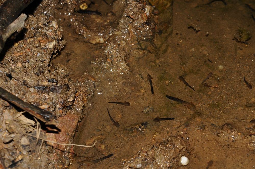 Black Knobby Newt