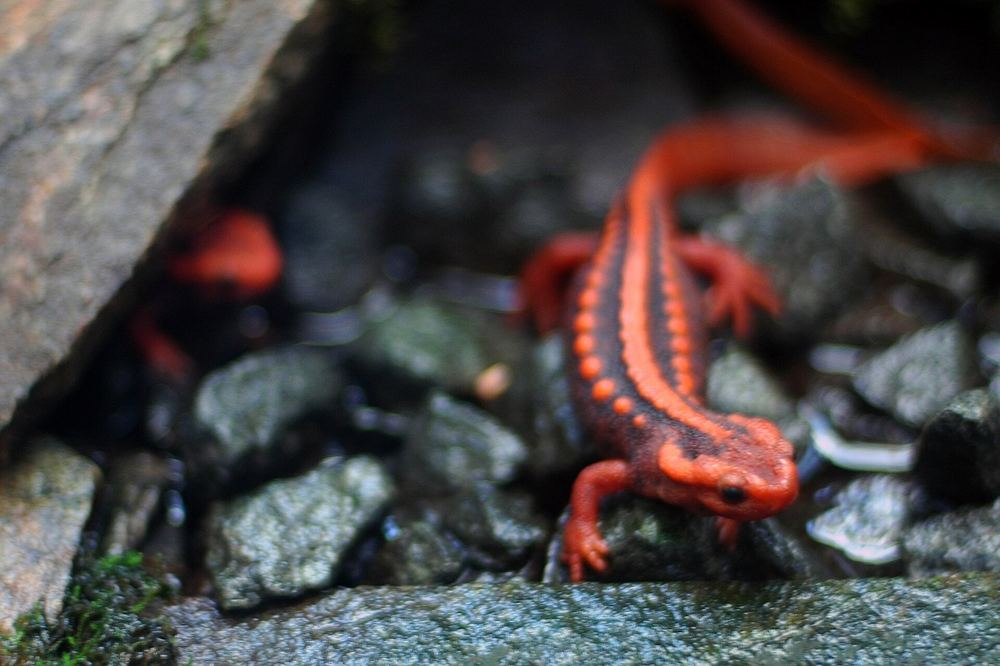 Tylototriton shanjing