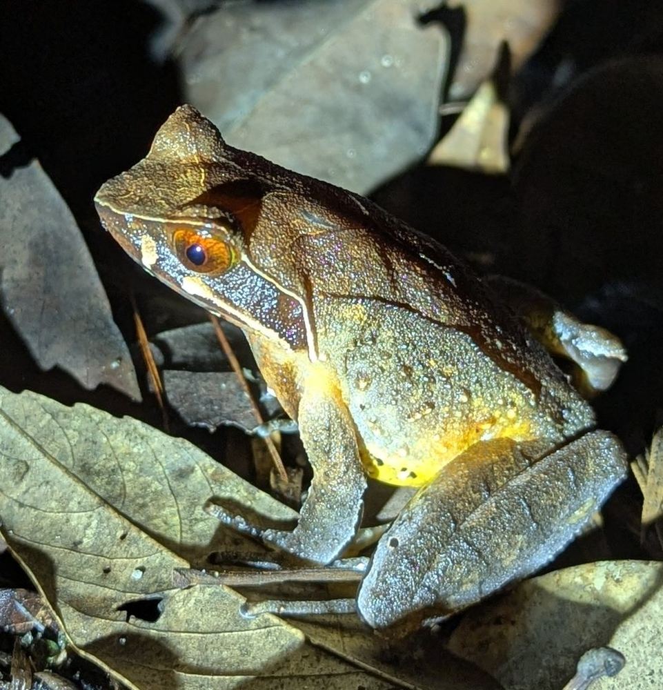 Xenophrys mangshanensis