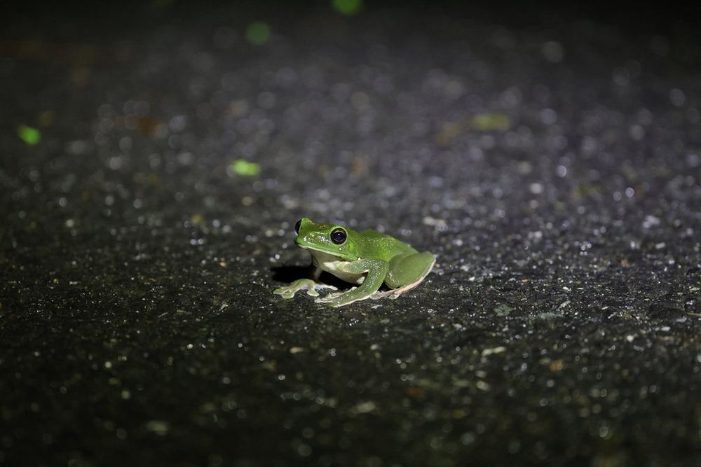 Chinese Flying Frog