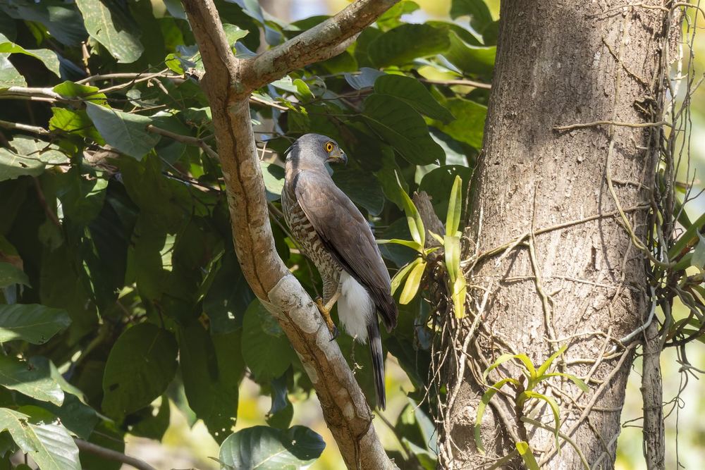 Crested Goshawk