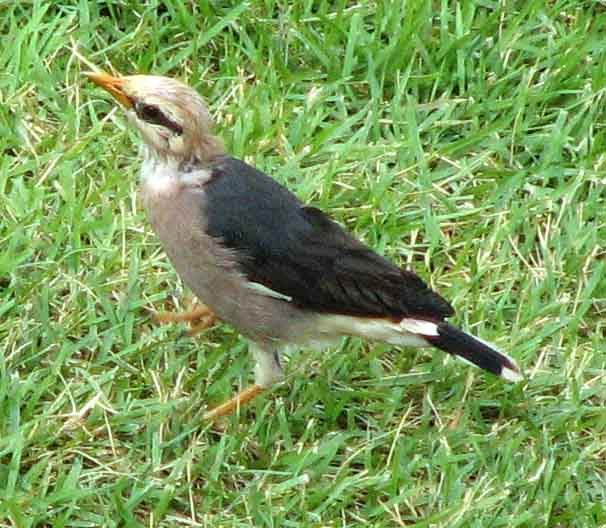 Acridotheres burmannicus