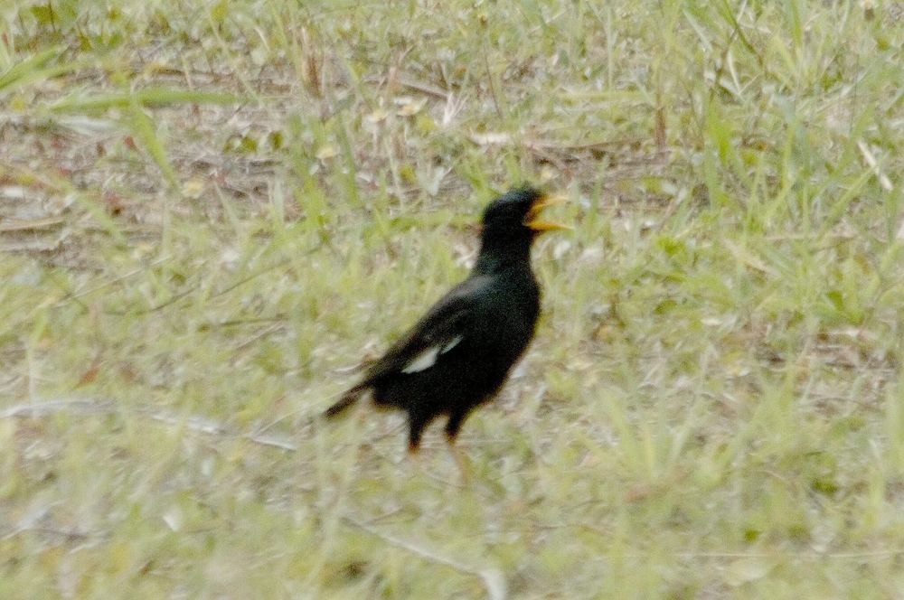 Great Myna