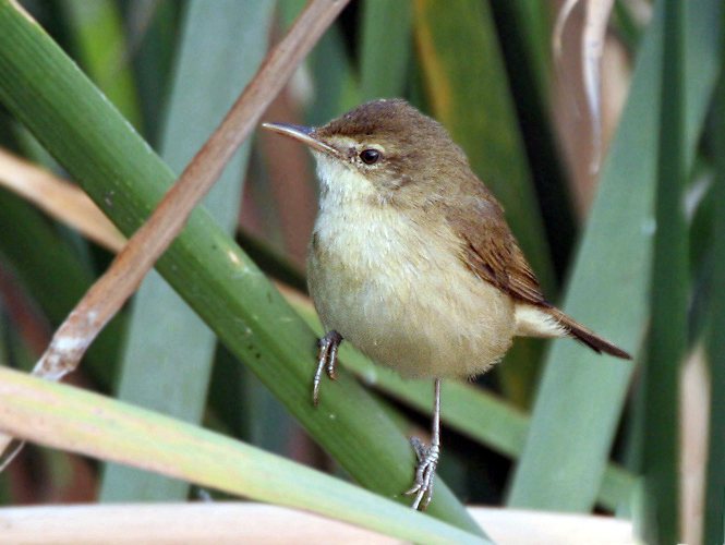 Blunt-winged Warbler