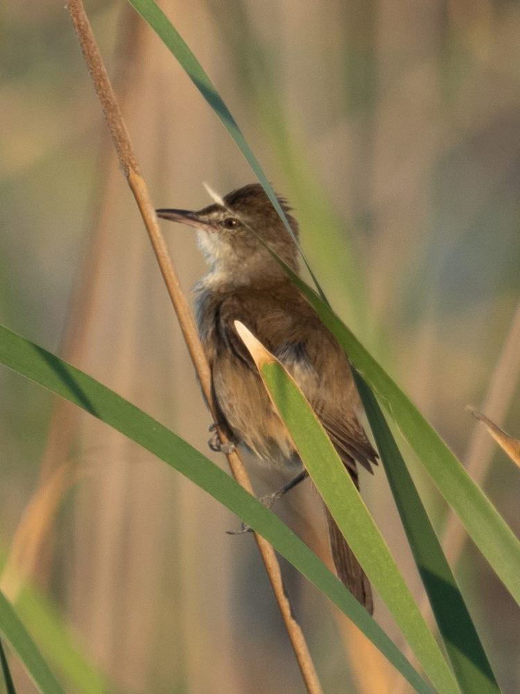 Clamorous Reed Warbler