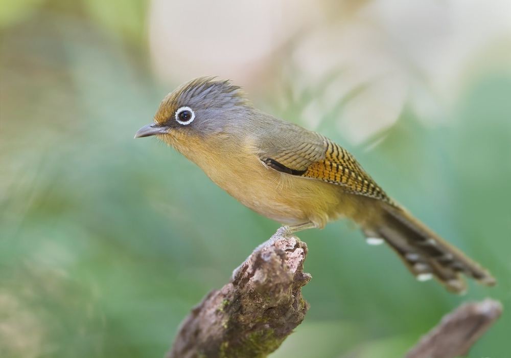 Spectacled Barwing
