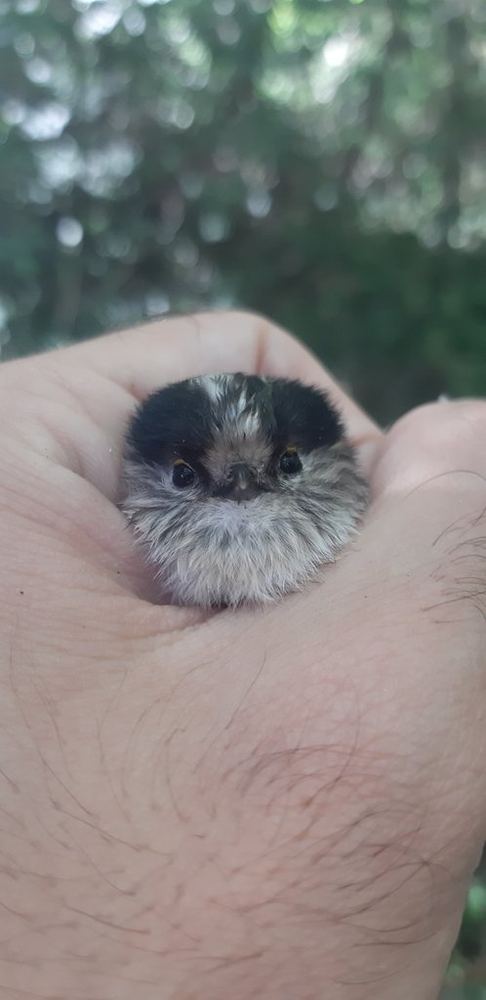 Long-tailed Tit