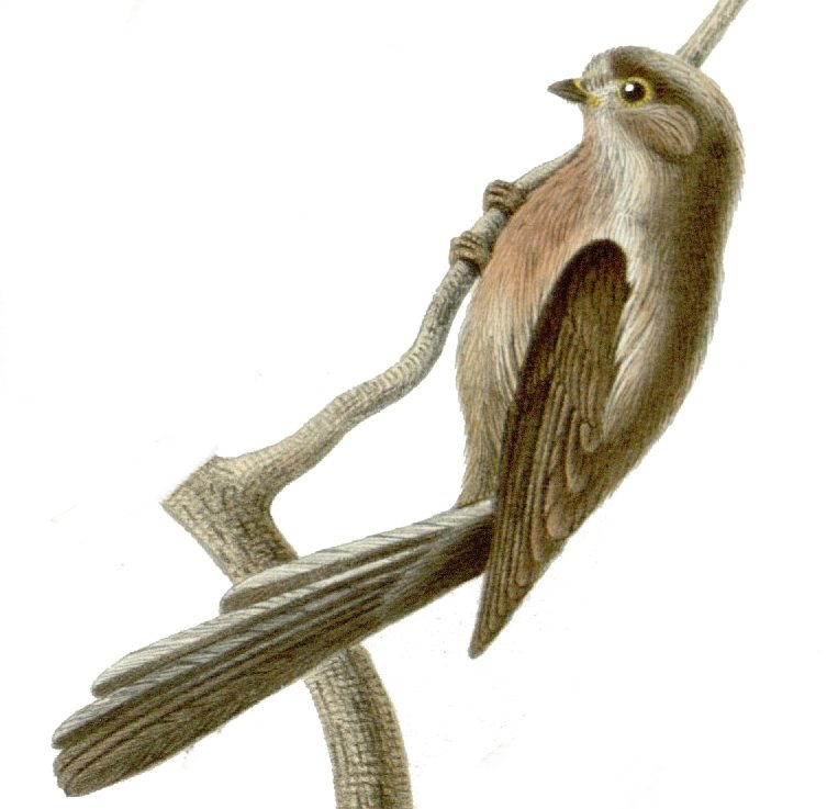 Aegithalos glaucogularis