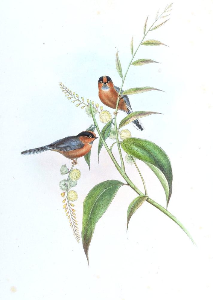 Rufous-fronted Bushtit